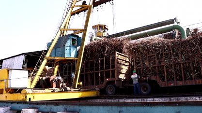 Sindaçúcar-AL: safra 22/23 ultrapassa 3,1 milhões de toneladas de cana processadas