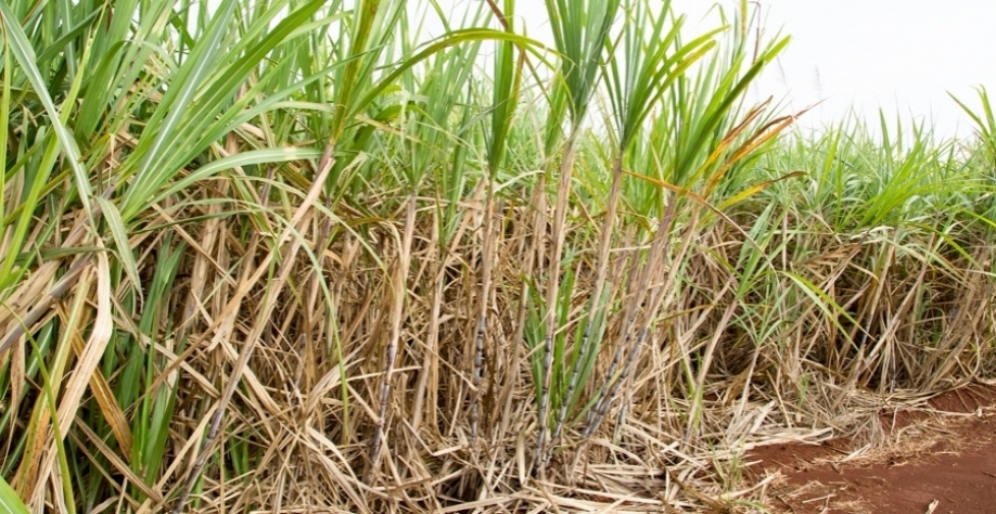 Divulgação/Esalq/Gerhard Waller