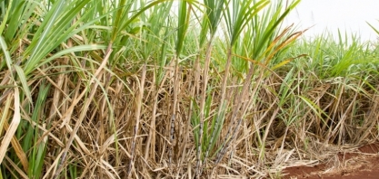 Está tudo pronto para o ESALQSHOW!