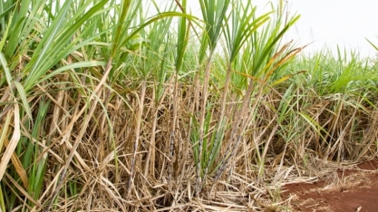 Está tudo pronto para o ESALQSHOW!