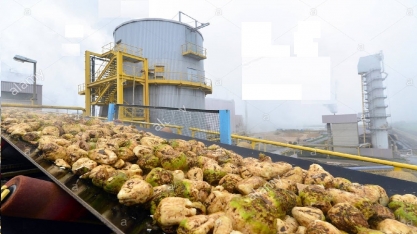 Açúcar/UE: USDA em Bruxelas estima queda na produção em 2022/23 com redução de área e rendimentos