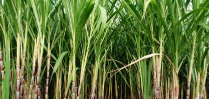 Açúcar: Costa Rica isenta Brasil de sobretaxa e zera imposto sobre etanol