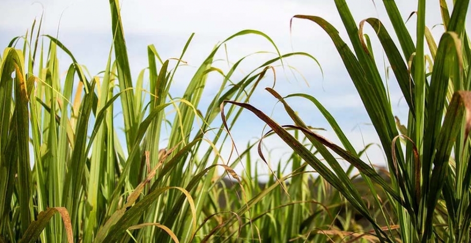 Cana-de-açúcar — Foto: Unica