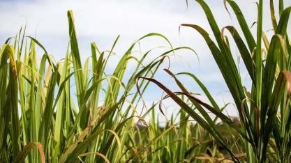 Área destinada à cana-de-açúcar aumenta em MT, mas produtividade cai