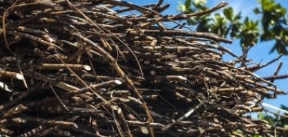 Técnica torna processo de fermentação da cana mais eficiente