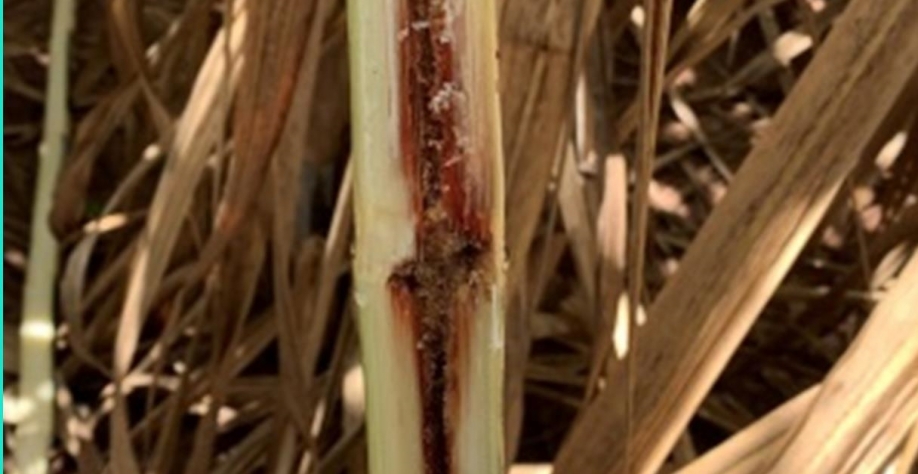A cada 1% de infestação, perde-se 35kg de açúcar e 30 litros de etanol por hectare de cana