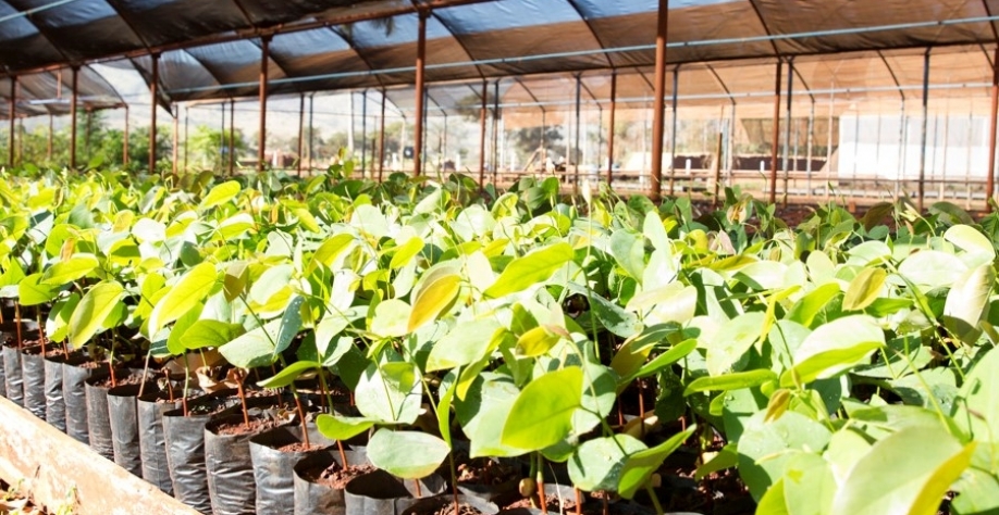 A Jalles Machado também produz mudas de plantas nativas para reflorestamento