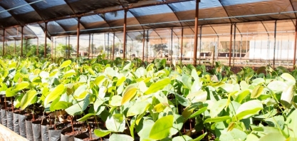 Práticas sustentáveis fazem parte da gestão da Jalles Machado