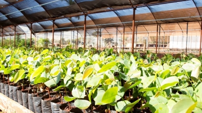 Práticas sustentáveis fazem parte da gestão da Jalles Machado