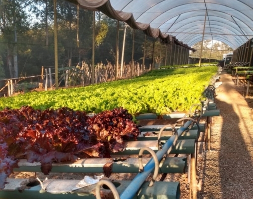 Vida Leve de Lucas Parolina