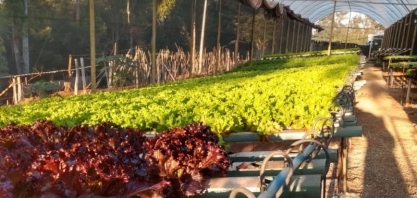  Hidroponia é técnica de sucesso de cooperado COPLACANA