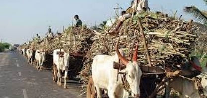 Índia deve produzir 36,5 mi t de açúcar em 2022/23, prevê associação do setor