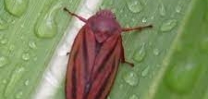 Cigarrinha, Broca e Sphenophorus levis estão “sugando” produtividade e rentabilidade dos canaviais