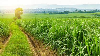 Ihara lança herbicida de alta seletividade para a cana-de-açúcar