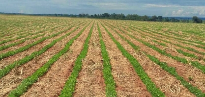 Com plantio avançado, Coplana espera uma safra de grãos de preços estáveis, mas com custo elevado