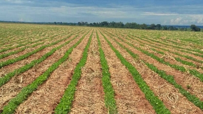 Com plantio avançado, Coplana espera uma safra de grãos de preços estáveis, mas com custo elevado