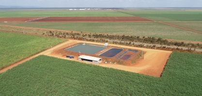 Com irrigação, Bevap cresce verticalmente e mitiga efeitos adversos do déficit hídrico