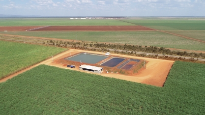 Com irrigação, Bevap cresce verticalmente e mitiga efeitos adversos do déficit hídrico