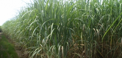 Embrapa Dourados realiza Seminário CanaMS na próxima semana