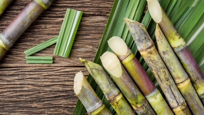 Ferrugem-marrom: mudanças climáticas podem reduzir incidência na cana-de-açúcar