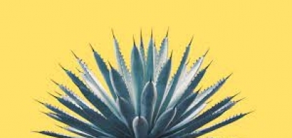 Shell investe R$ 30 milhões para transformar agave na “cana do sertão” 