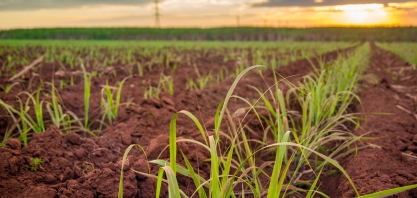 Bioestimulantes: força extra no solo dos canaviais