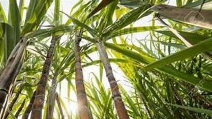 Sindaçúcar-AL: usinas beneficiaram mais 5,7 milhões de toneladas de cana