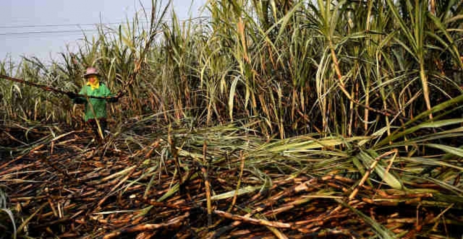 Até final de outubro, 41% da safra do Norte e Nordeste haviam sido colhidos (Imagem: REUTERS/Chalinee Thirasupa)