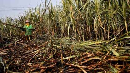 No Nordeste e Norte, nem a produção de açúcar disparou, nem a do hidratado caiu severamente