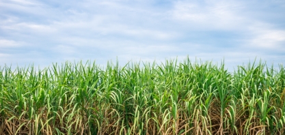 Tereos anuncia operação de irrigação com pivô central no noroeste paulista