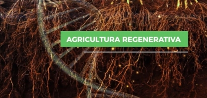 Agricultura regenerativa aumenta a eficiência nutricional e torna a planta mais tolerante