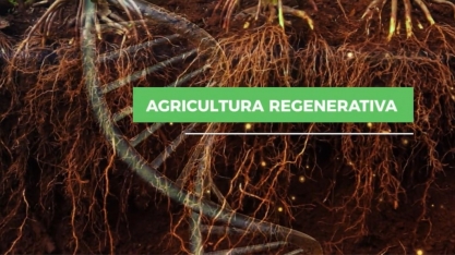 Agricultura regenerativa aumenta a eficiência nutricional e torna a planta mais tolerante