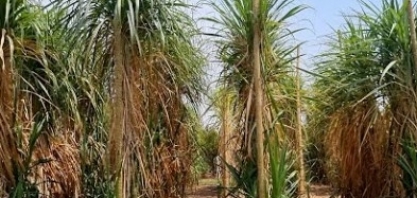 Cana-de-açúcar mais resistente