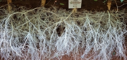 Desafio Microbioma Brasil 2022 seleciona trabalho em café como o primeiro finalista regional