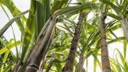 Pesquisa de campo sobre cana-de-açúcar começa nesta segunda (21)