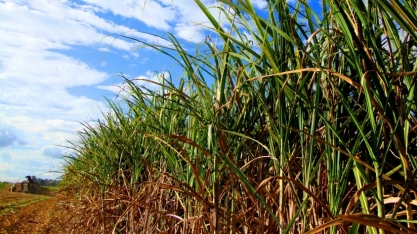 O trunfo do Nordeste na produção de hidrogênio verde