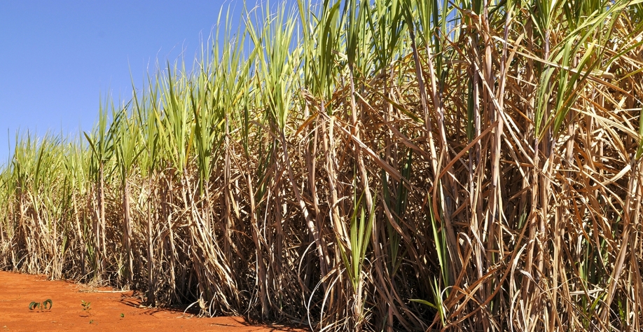 Profissionais ligados ao agronegócio aprenderam a editar o solo, controlar pragas e doenças e fazer melhoramento genético, mas se esqueceram de “olhar para o alto”. Foto: Arquivo CanaOnline 