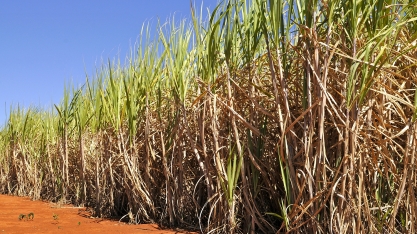 Clima é o fator que mais “arranca dinheiro” dos produtores canavieiros