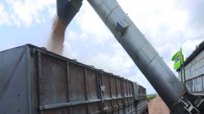 Rotação de cana com soja aumenta produtividade