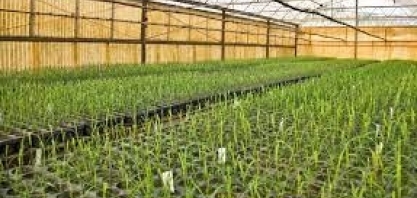Cana/CTC: lucro líquido no 2º trimestre da safra 2022/23 cai 4,6%, para R$ 25,26 milhões