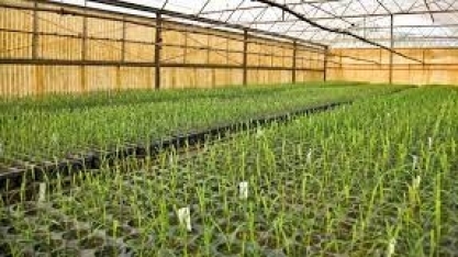 Cana/CTC: lucro líquido no 2º trimestre da safra 2022/23 cai 4,6%, para R$ 25,26 milhões