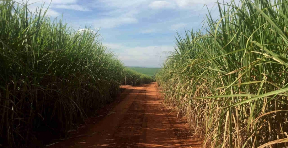 A StoneX estima “mix” de cana para açúcar em 45,5% do total da moagem em 2023/24, estável ante a safra 2022/23 (Imagem: REUTERS/Marcelo Teixeira/File)