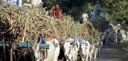 Índia: açúcar bruto pode encontrar suporte no aperto físico