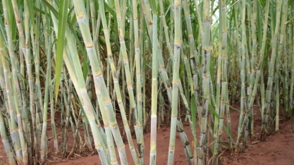  Importância da nutrição eficiente na rentabilidade do canavial