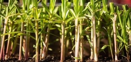 Embrapa desenvolve primeira cana genética do mundo com poder de facilitar a produção de etanol e impulsionar economia brasileira
