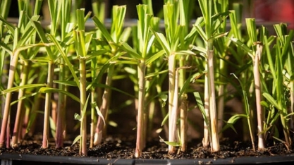 Embrapa desenvolve primeira cana genética do mundo com poder de facilitar a produção de etanol e impulsionar economia brasileira