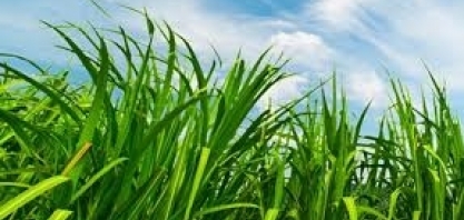 Resíduo agroindustrial na cadeia do hidrogênio verde