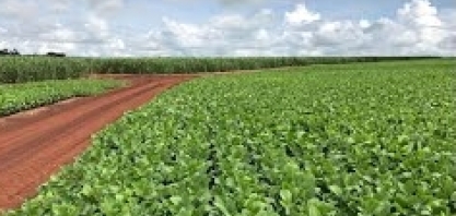Com plantio avançado, Coplana espera uma safra de grãos de preços estáveis, mas com custo elevado