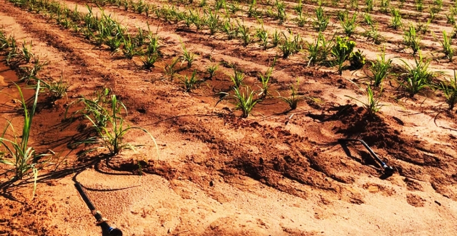 Canaviais comerciais irrigados via gotejamento chegam a atingir mais de 200 ton/ha. Foto: Divulgação Netafim