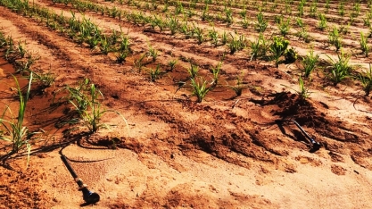 Clima instável derruba produtividade dos canaviais. Solução passa pelo uso da irrigação tecnificada